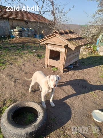 Prodavase dogo arjentino na 6 meseca, снимка 2 - Дого аржентино - 54095374