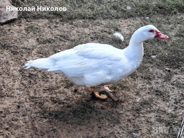 Неми патици 