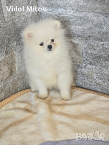 Мини Померан момче , снимка 2 - Померан - 52872927
