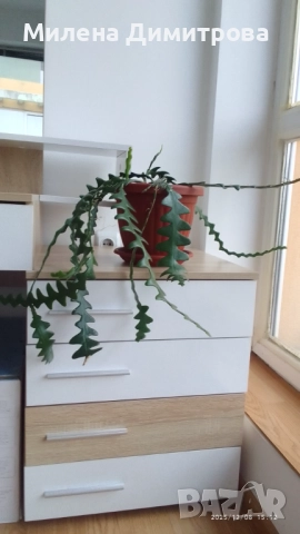 Epiphyllum anguliger кактус зигзаг, снимка 2 - Стайни растения - 49747854