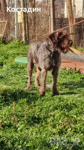 Дратхар , снимка 2 - Дратхаар - 53114443