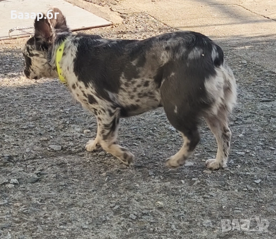 Флъфи френски булдог мерле женско , снимка 5 - Френски булдог - 51387112