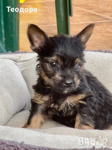 Йорки Ръсел териер , снимка 16 - Йоркширски териер - 54221299