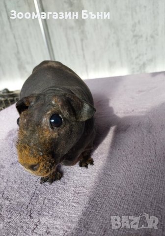 Skinny pig , Голи морски свинчета, снимка 6 - Морски свинчета - 39860680