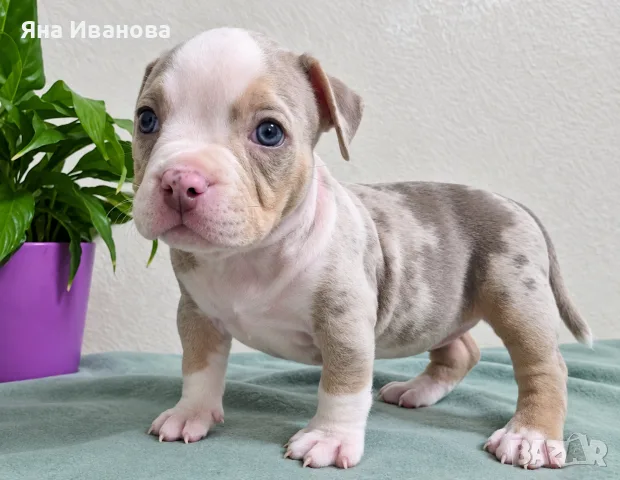 American Bully Pocket, снимка 2 - Други - 56332322