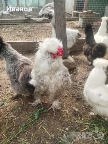 Копринки, млади чифтове , снимка 7 - Кокошки и пуйки - 50408201