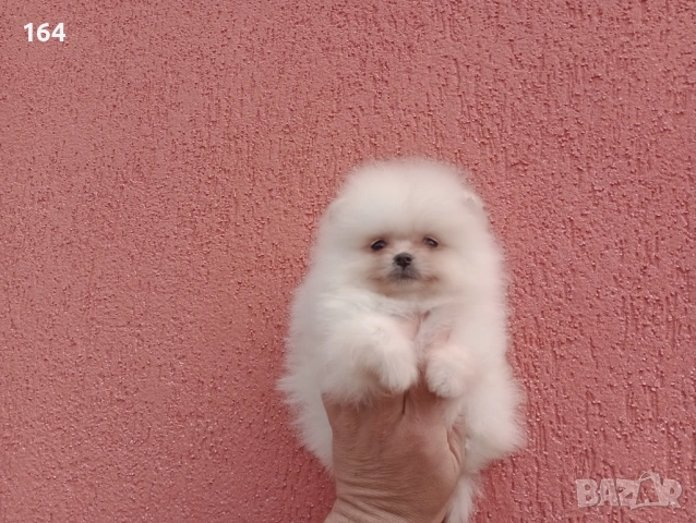 Мъжки и женски Померани. Реални снимки от 22.03.26 г. Различни възрасти!