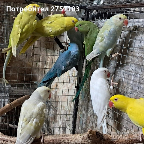 продавам папагали малак александар, снимка 7 - Папагали - 52876716