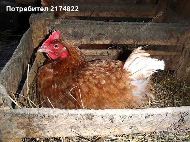 Кокошки косачки ломан браун, снимка 1 - Кокошки и пуйки - 44334540
