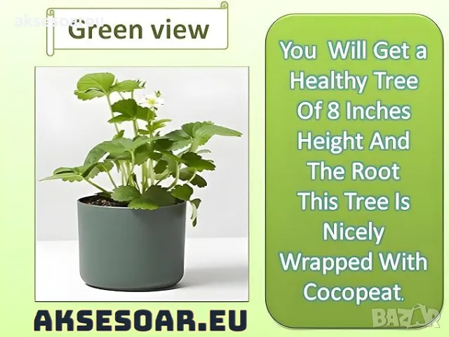 80 семена от плод черна ягода органични плодови ягодови семки от вкусни черни ягоди отлични плодове, снимка 9 - Сортови семена и луковици - 50419261