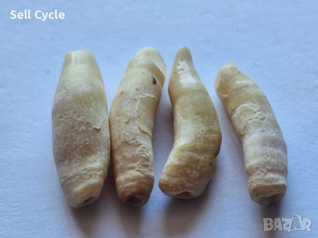 ✅ЗЪБИ ОТ ДЕЛФИН ❗, снимка 2 - Антикварни и старинни предмети - 50958380