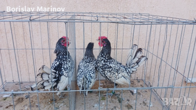 Продавам зибрайт, снимка 2 - други­ - 52341103