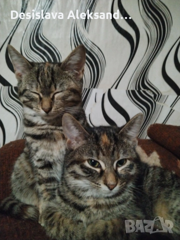 Подарявам много красиви домашни котенца , снимка 7 - Други - 52971480
