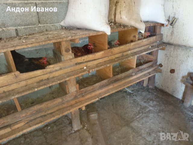 Яйца от домашни свободни кокошки за консумация и за разплод., снимка 3 - други­ - 35785868