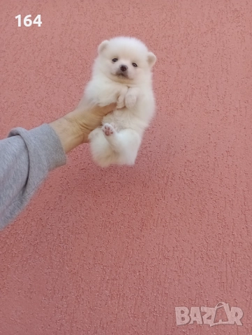 Бяло момченце. Померан. Реални снимки от 29.12.25 г., снимка 2 - Померан - 52932932