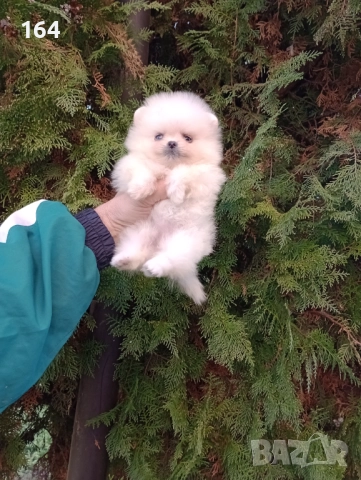 Мини Померани. Реални снимки от 19.12.25 год. , снимка 3 - Померан - 52731565