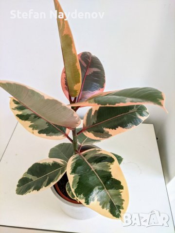 Ficus elastica "Tineke", снимка 3 - Стайни растения - 37943176