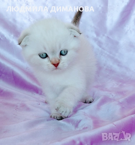 Шотландско мъжко Скоттиш Фолд , снимка 2 - Британска късокосместа - 54341227