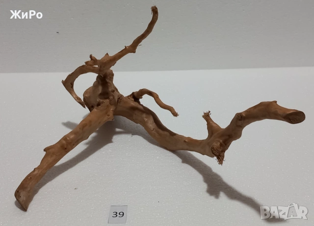 Корен от Азалия /декорация/ 39, снимка 2 - Други - 54102006