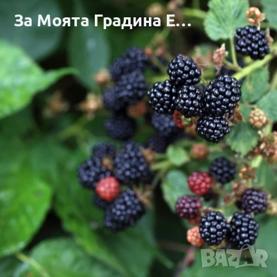 Къпина сорт тройна корона, снимка 2 - Разсади - 54031887