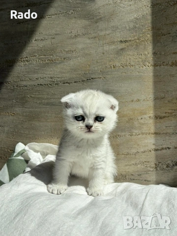 Клепоухи сребърни чинчили, снимка 11 - Чинчили - 54220677