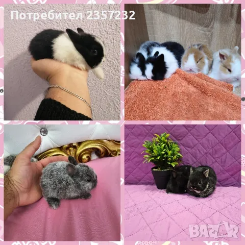 Мини зайци от мини ферма, снимка 3 - Декоративни зайчета - 26037003