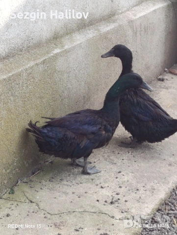 Каюга , снимка 2 - други­ - 54259015