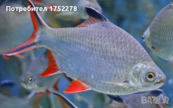 Bardo tinfoil tamanho 15+ см. 80лв., снимка 3 - Рибки - 52595747