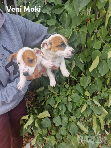 мини Джак Ръсели, снимка 2 - Джак ръсел териер - 54078349