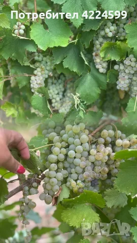 Продавам грозде🍇, снимка 2 - Домашни продукти - 56239559