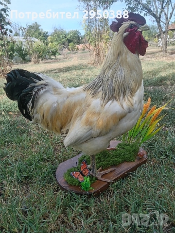 Препариран петел за декорация , снимка 3 - Декорация за дома - 51624473