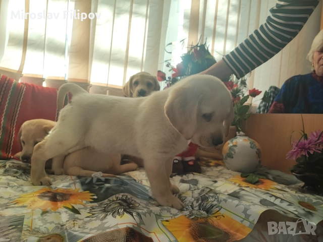 Лабрадор 2-мъжки 2-женски , снимка 4 - Лабрадор ретривър - 52869132