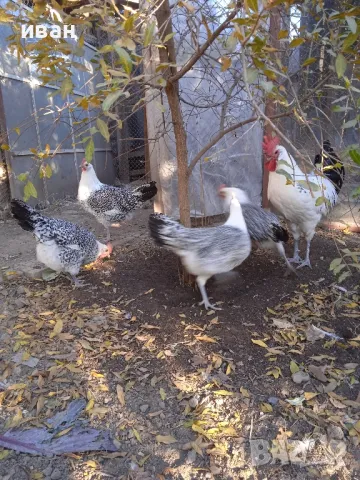 Фризийска чайка -разплодни яйца .Единствени в България ,снасящи над 220яйца и много много красиви, снимка 6 - други­ - 47957417