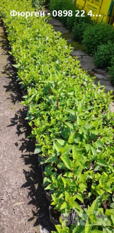 Хортензия paniculata Wim's Red, снимка 8 - Разсади - 51746879