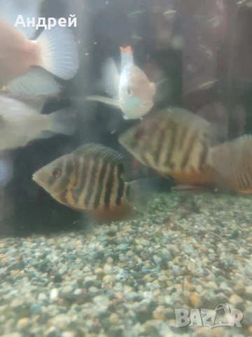 Зелен северум