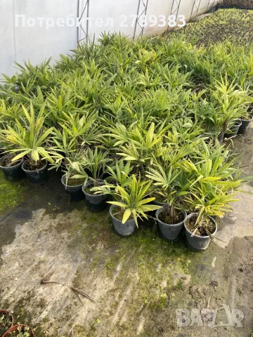 Трахикарпус , снимка 2 - Градински цветя и растения - 49244416