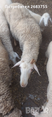 4 броя заплодени овце