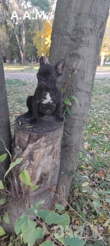 Френски булдочета 111 дни, снимка 8 - Други - 51492688