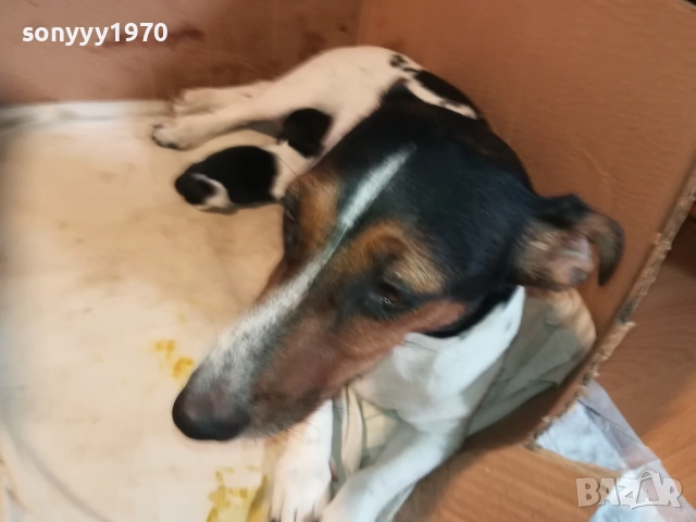ДЖАК РЪСЕЛ БЕБЕТА-УНИКАЛНИ СЛАДУРИ 250ЛВ ЗА ЕДНО, снимка 14 - Джак ръсел териер - 51548158