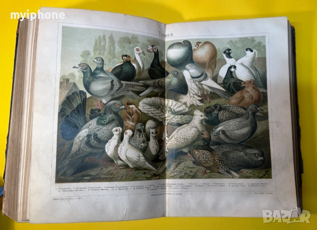 Стара Книга Справочна Работа с Общи Познания 1897 г., снимка 9 - Антикварни и старинни предмети - 52787433