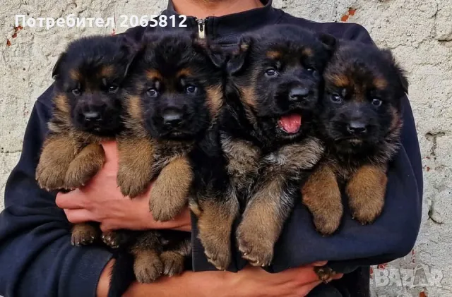 Немски Овчарки 