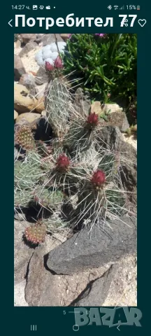 Различни видове студоустойчиви кактуси, снимка 8 - Градински цветя и растения - 48893287