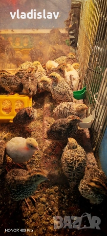 Пъдпъдъци и пилета Бял лехорн и селска