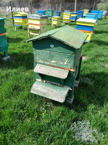 Продавам пчелни семейства в комплект с кошер и магазин, снимка 4 - Други животни - 54104388