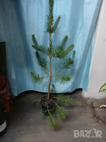 Бял бор 130см., снимка 1