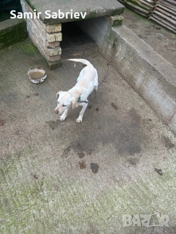 Продавам Кучета 