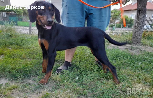 Българско лудогорско гонче, снимка 1