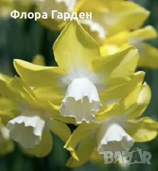 Луковици НАРЦИС, снимка 15 - Градински цветя и растения - 56336423