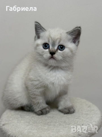 Британски късокосмести котенца 
