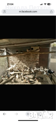 Патета мандаринки, снимка 2 - други­ - 51972682